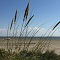 Föhr